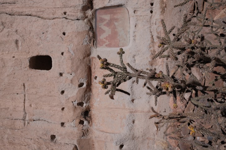 Cholla cactus against a weathered adobe wall