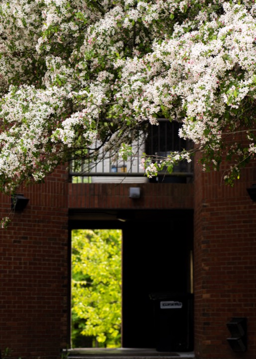 White blossoms spilling over a brick doorway