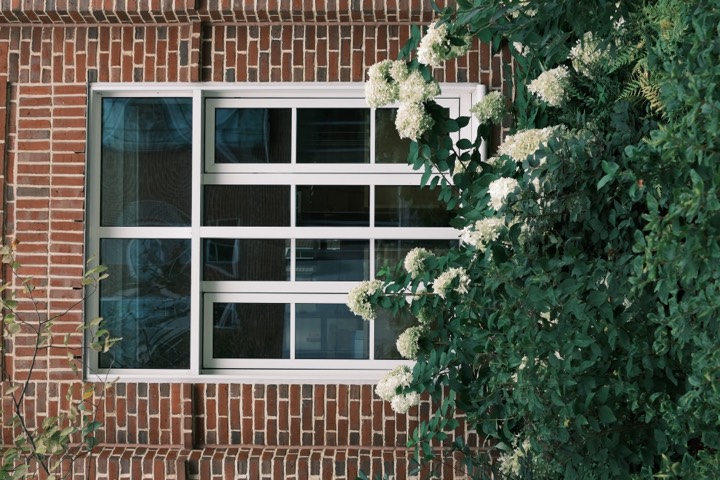 Hydrangea bush beneath a brick building's window