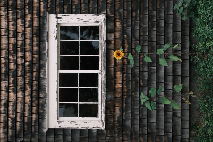 A single sunflower beside a weathered shingled window