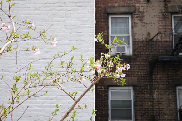 Spring blossoms against a city brick facade