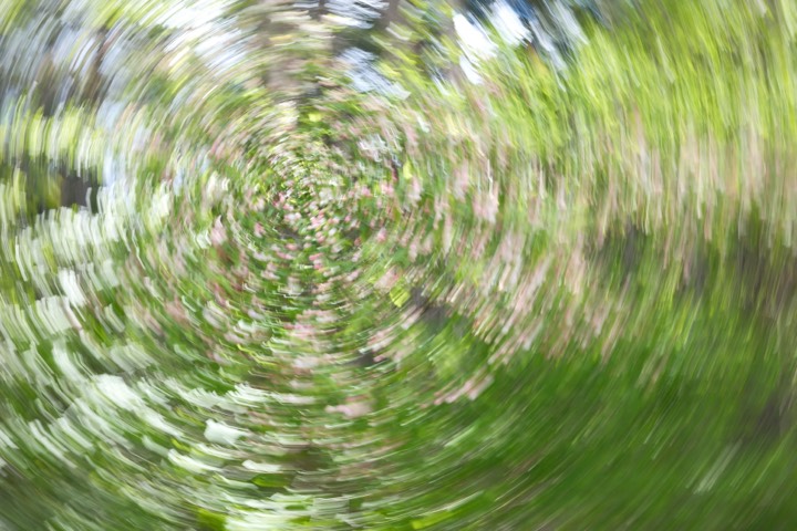 Spinning blur of green leaves and pink blossom