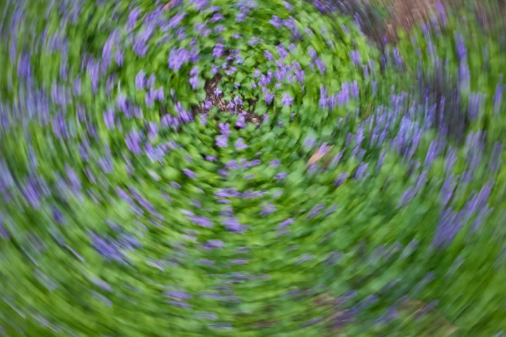 Spinning blur of purple wildflowers in grass