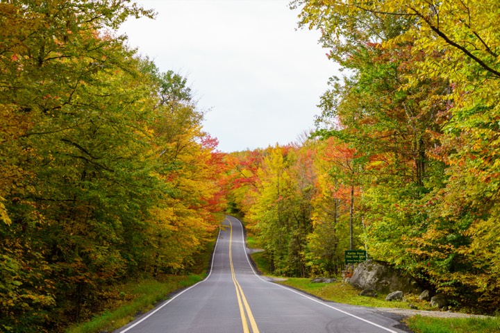 Autumn road winding between turning trees