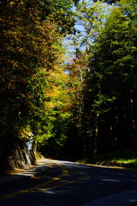 Curving road through a shaded autumn forest