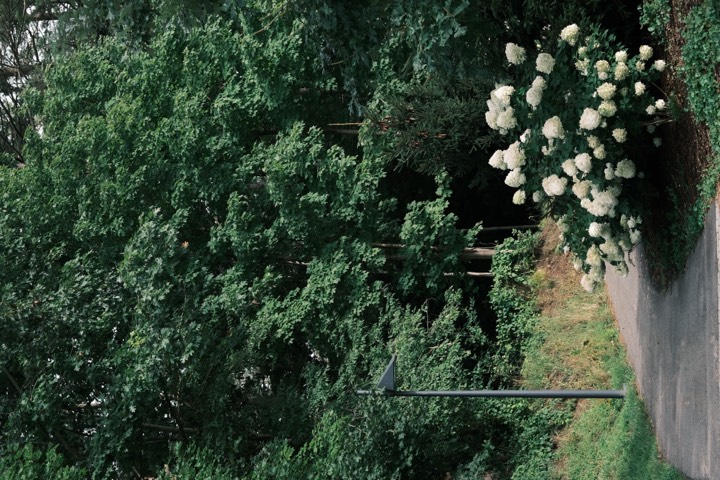White hydrangea against a wall of summer green