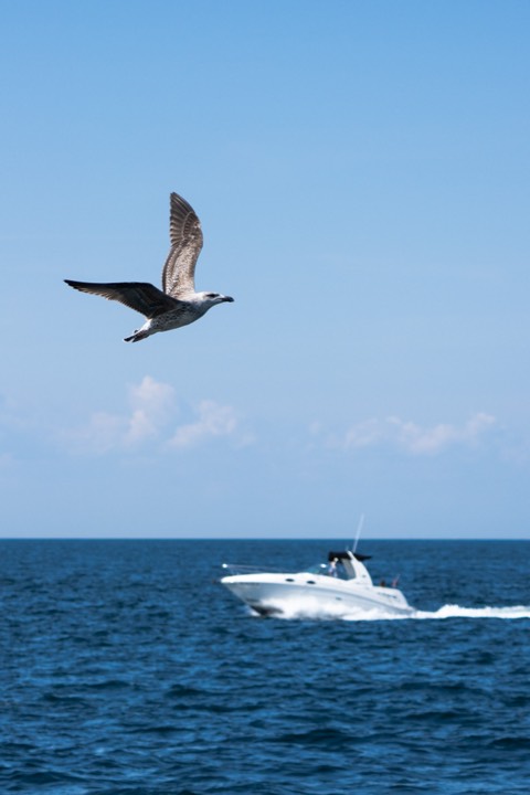 Seagull gliding above the open sea with a passing boat