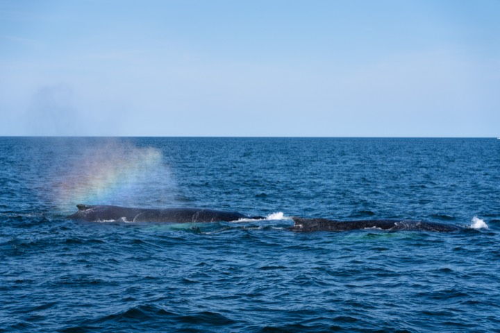 Whales surfacing, mist catching a faint rainbow
