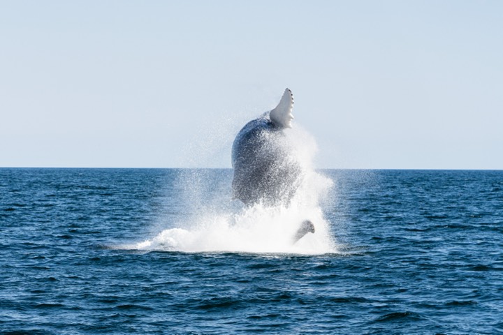 Humpback whale breaching off the coast