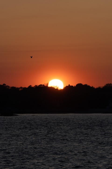 The sun sinking into the sea, a lone bird in flight